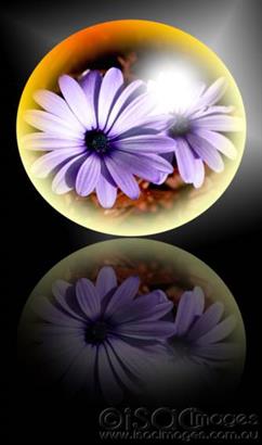 Daisies-in-Ball
