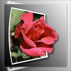 OOB-Red_Rose_1000px