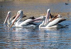 Pelicans--4